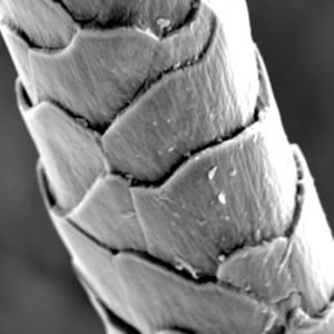 Elastomeric Fibers
